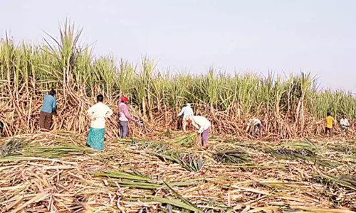 IIT researchers develop bio-bricks using agricultural waste products