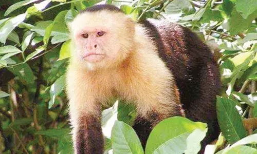 Monkeys outperform humans in cognitive flexibility: Study