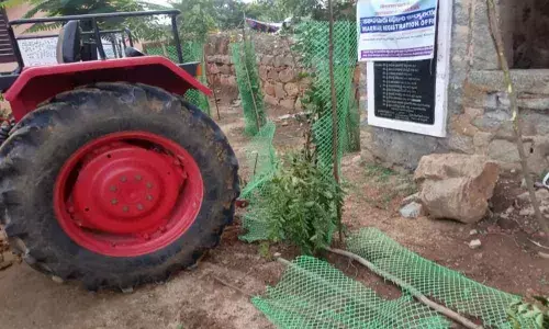 Haritha Haram plants destroyed