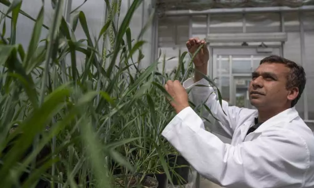 A simple test to grow drought-resilient crops
