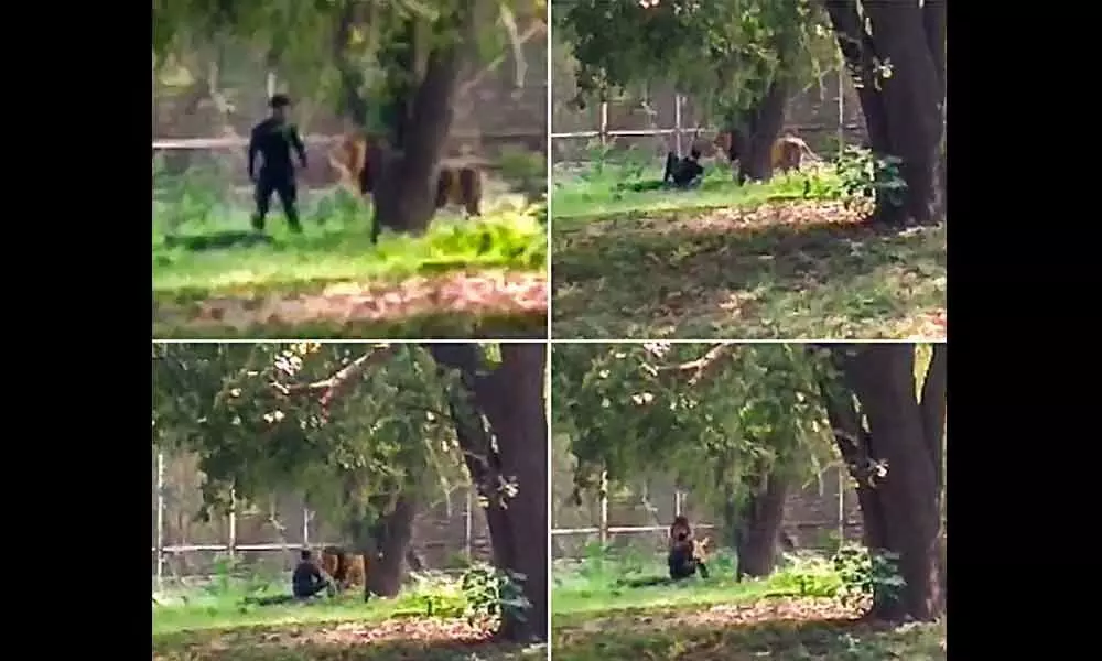 Mentally unstable hugs lion in Delhi zoo, escapes unhurt