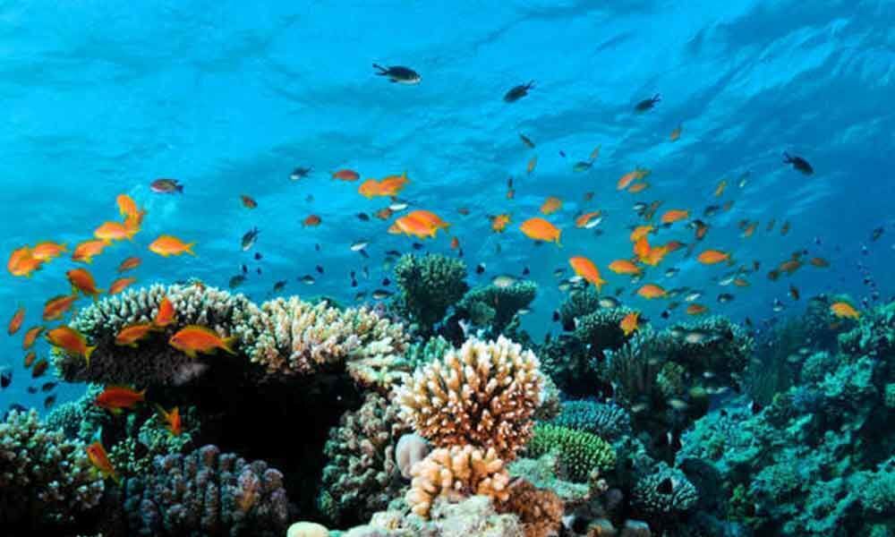 Biodiversity change happening faster in marine ecosystems