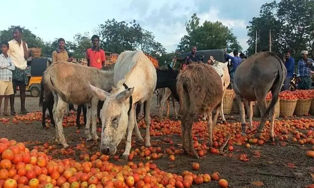 Farmers dump tomatoes on road after steep fall in price