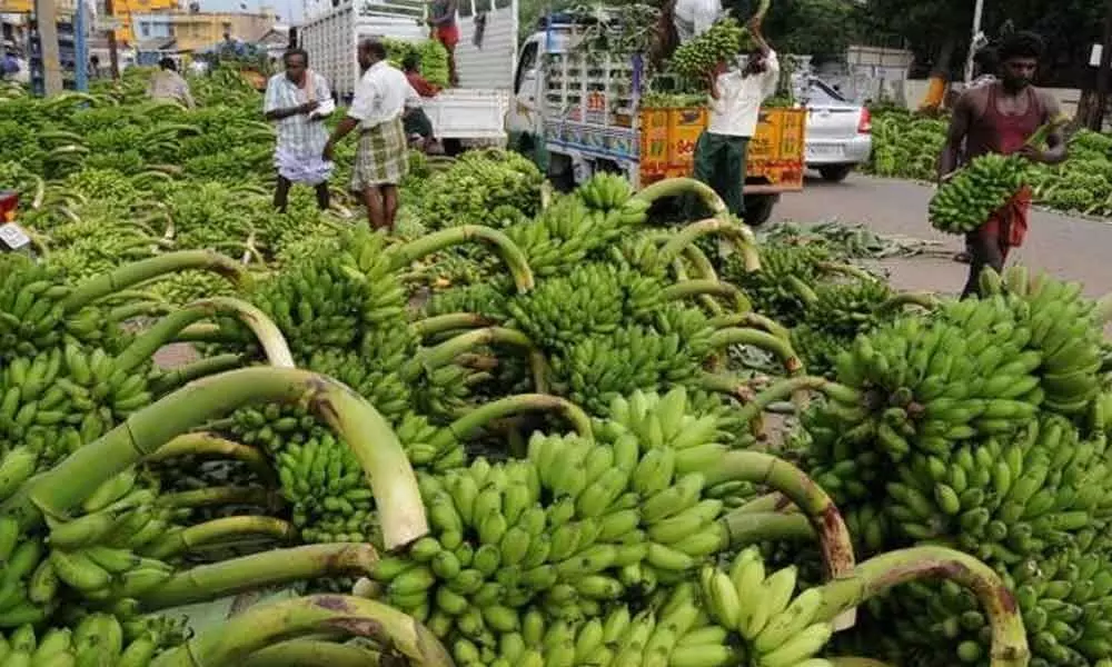 Exports bring smiles to banana farmers