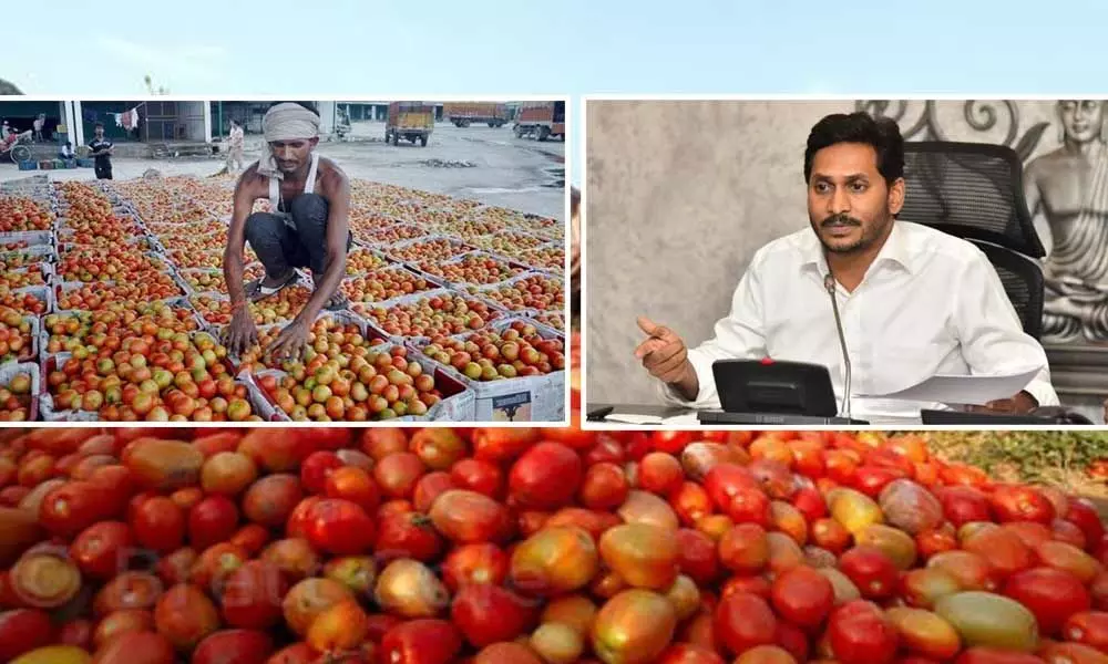 Chief Minister Orders Officials To buy Tomatoes in the wake of Price Hike