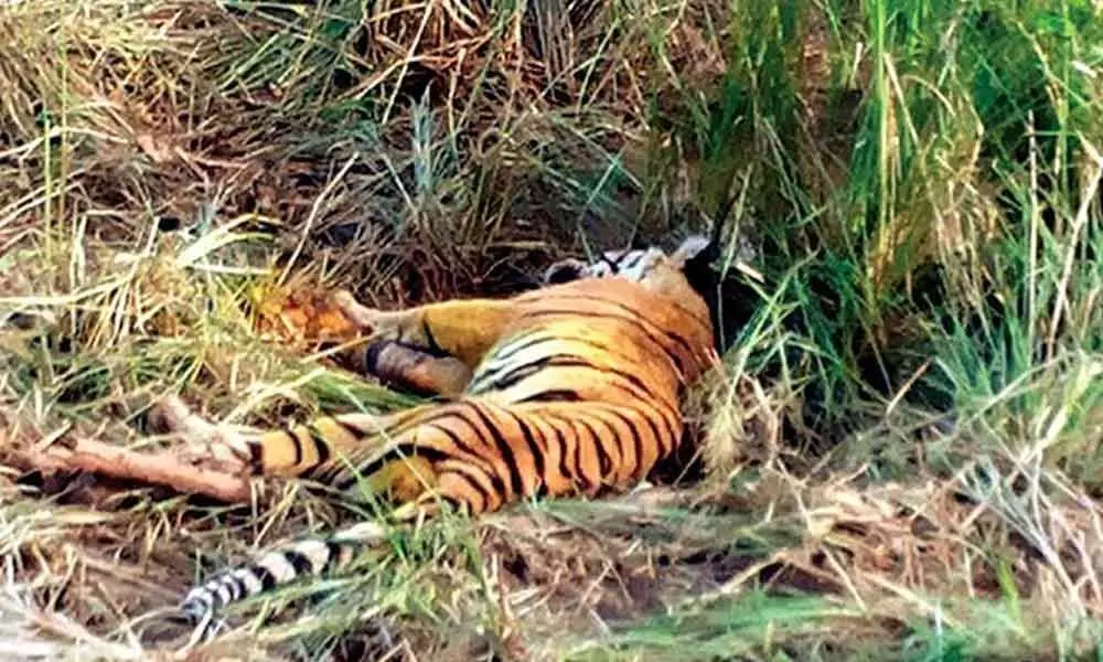 Pesticide traces found in dead tigress stomach