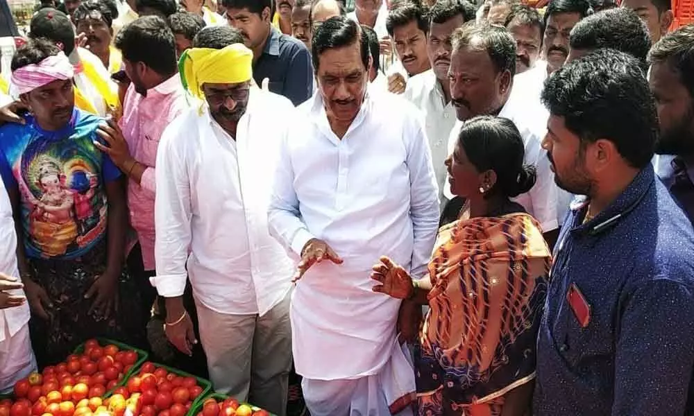 Marketing officials start buying tomatoes:  TDP