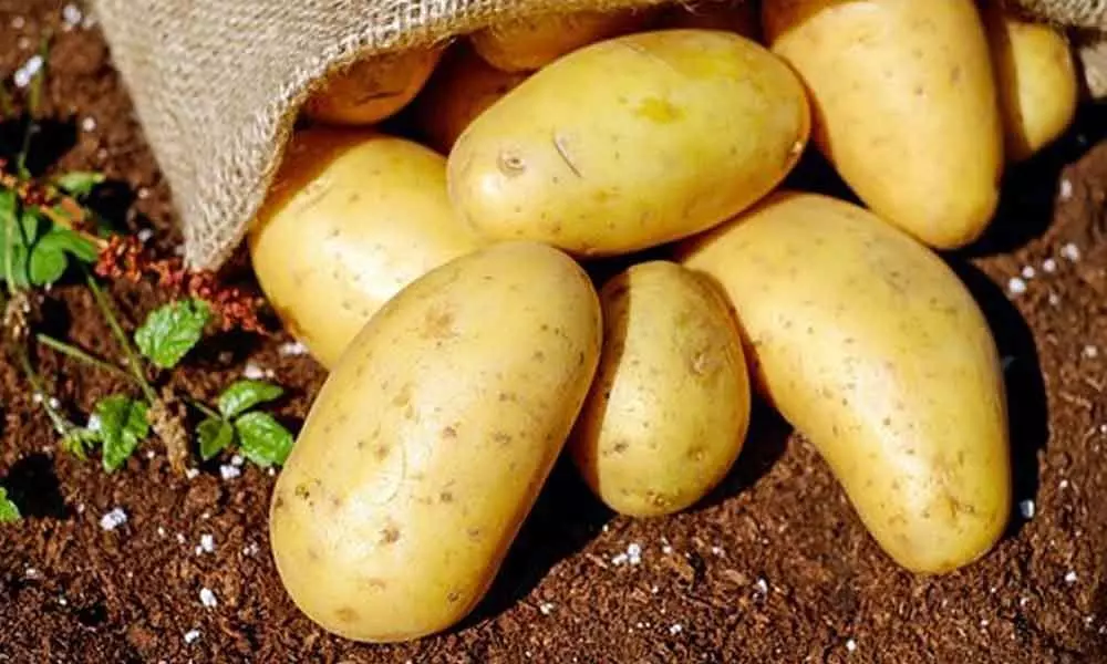 Consuming potato can be beneficial for athletics