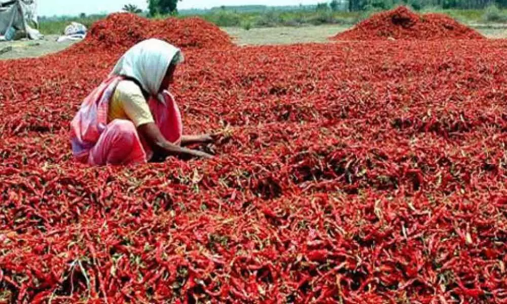 Chilli farmers rejoice as produce price hits all-time high