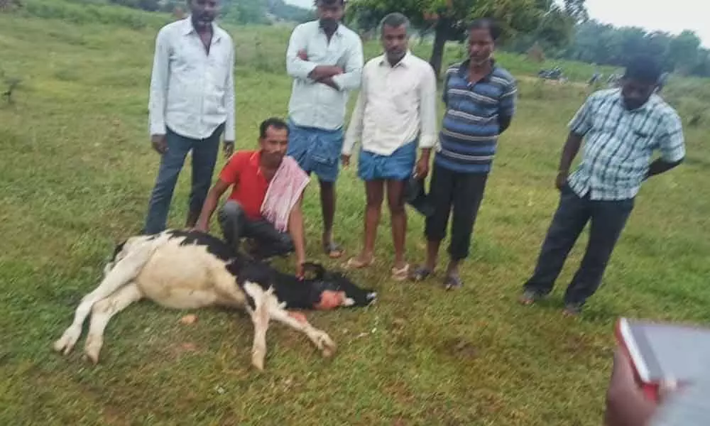 Amangal: Leopard on prowl, attacks three calves, one dead