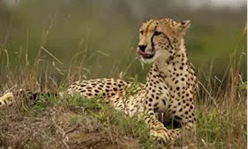 Wild cheetah enters farmland and attacks three calves in Amangal
