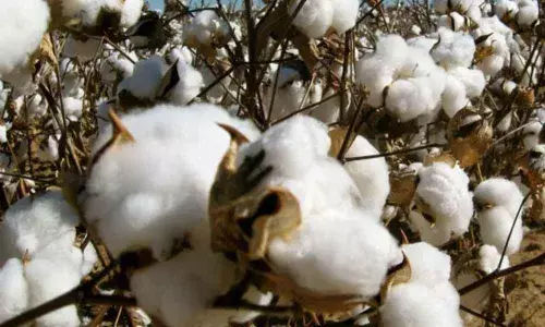 All set for the launch of cotton purchase centers from tomorrow in Guntur