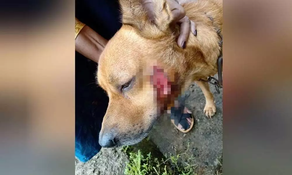 Animal Cruelty: Neighbor stabs dog in Kerala