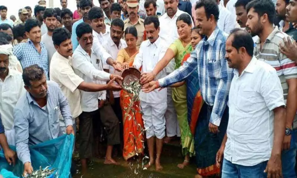 Nalgonda: Fishlings released into Nagarjunasagar waters at Peddamunigal