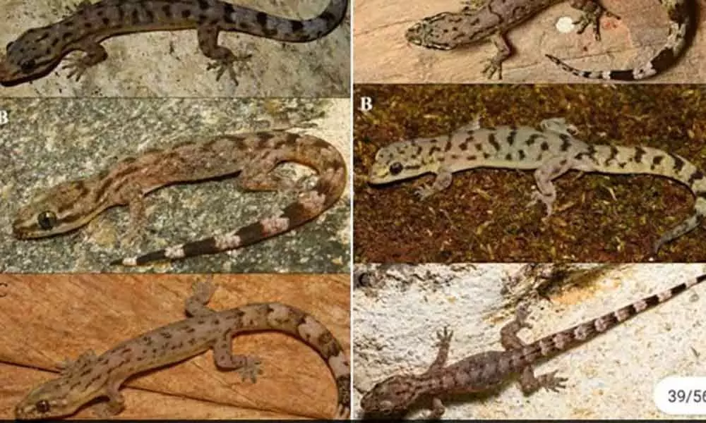 6 new lizard species found in Western Ghats by scientists