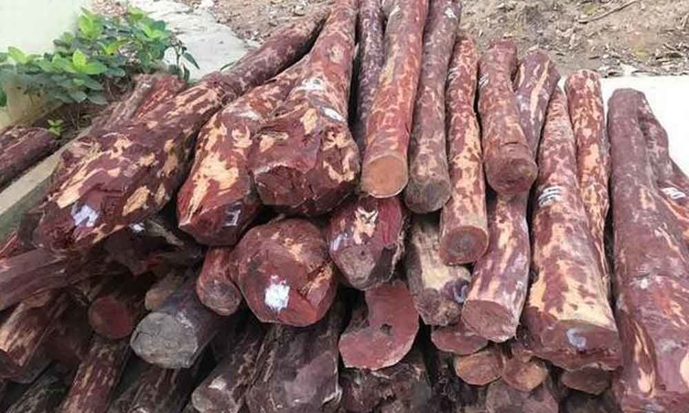 Car with red sanders logs seized in Kadapa