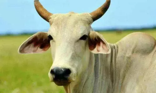 Doctors remove 52kg plastic waste from cows stomach in TN