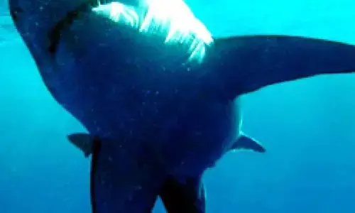 French tourist attacked by shark in Polynesia