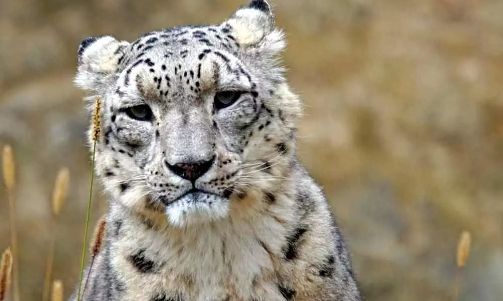 Prakash Javadekar urges countries to double snow leopard population