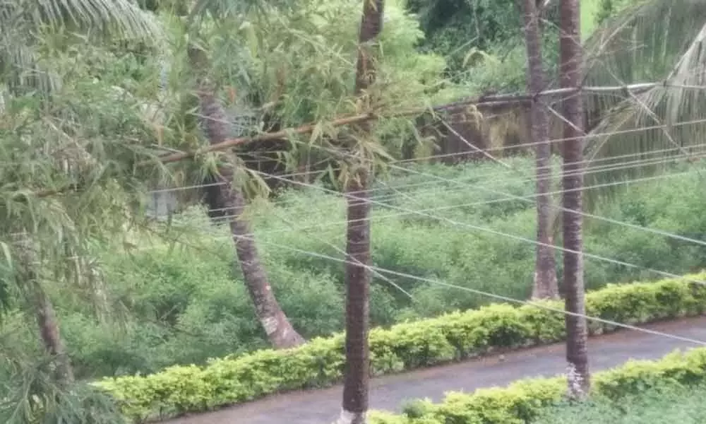 Srikakulam: Power lines passing through trees posing threat to residents