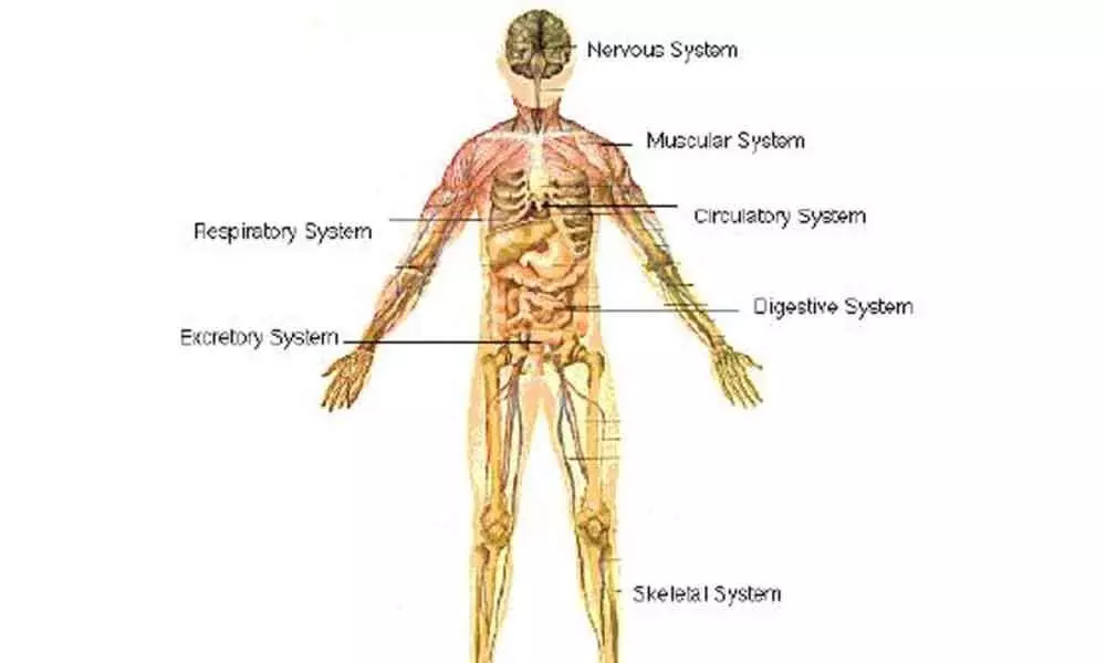 Introduction to the body system