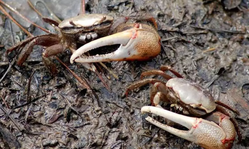 Crabs can work through the maze and remember the route to find food: Study