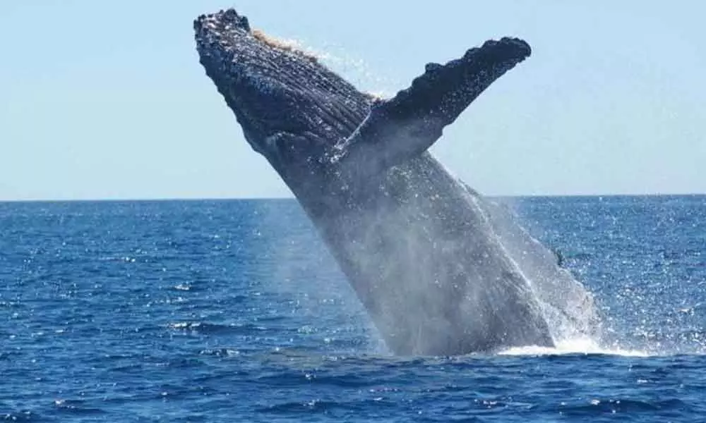 Humpback whale population rebounds in South Atlantic