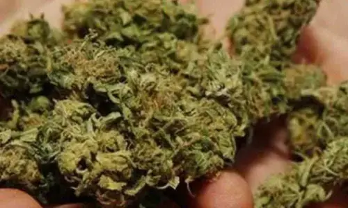 West Bengal: Four people arrested for possessing 82kg cannabis