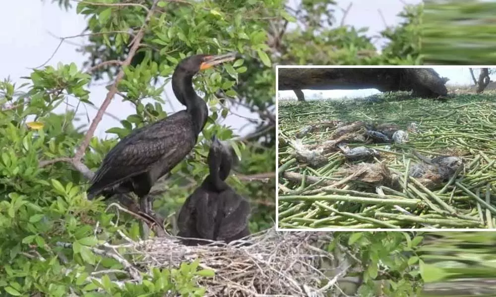 Over 20 Indian cormorant chicks die during tree felling