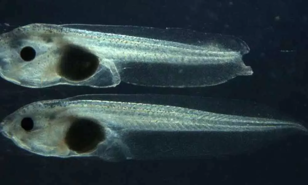 Moscow: Tadpoles ability to regrow limbs removed by cutting out one gene