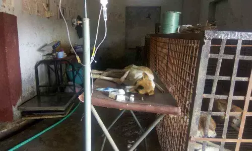 Animal Sterilisation Centre begs attention