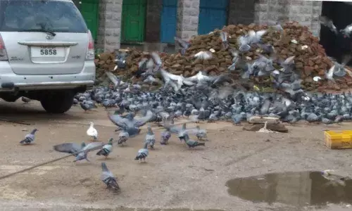 500 pigeons caught, released in forest