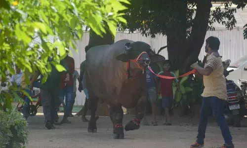 City set to witness grand Sadar