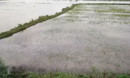 Crop loss enumeration begins in Srikakulam