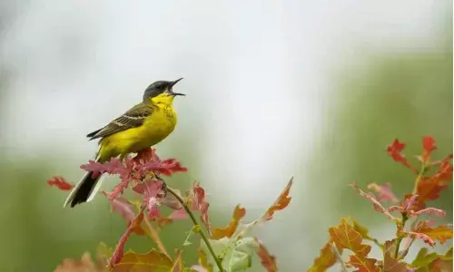 Heres how traffic noise affects bird physiology and reproductive health