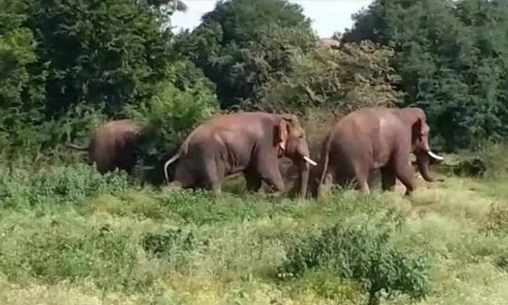 Elephants Destroy Crops In Andhra-Tamil Nadu Border