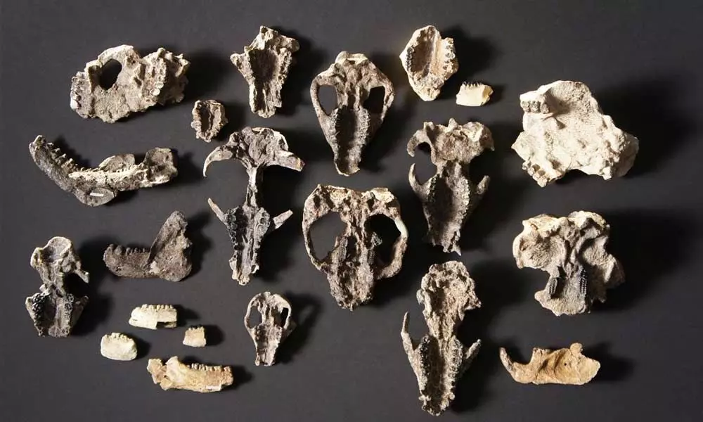 New York: Fossils show evolution of species post dinosaur extinction