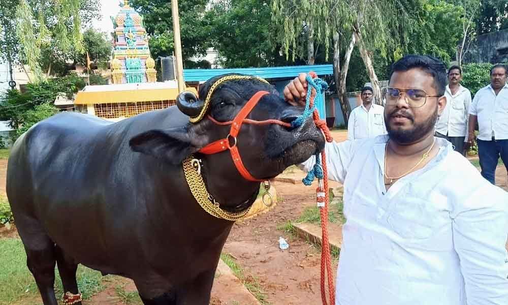 10-cr buffalo all set for Sadar fete