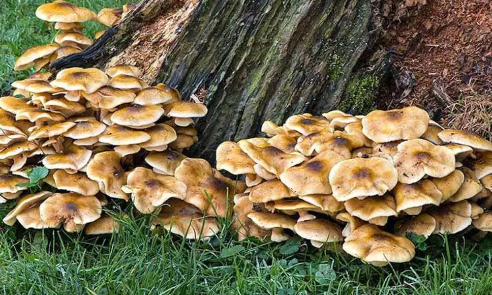 Some plants may depend more on friendly fungi than own leaves: Study