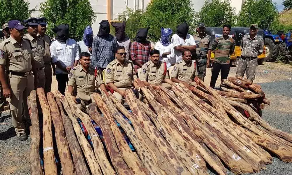 7 held, 41 red sanders logs seized in Kurnool