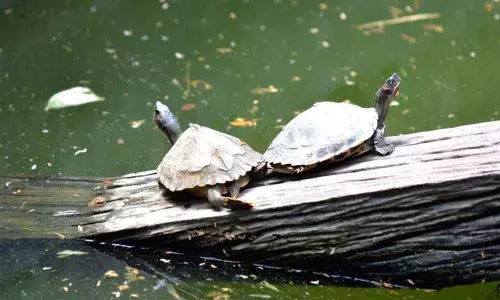 80 endangered turtles rescued in Agra, 3 held