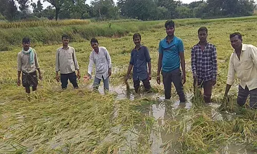 Off season rains damage crops