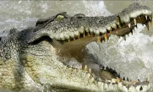 Schoolgirl wrestles crocodile, gouges its eyes to save friends life in Zimbabwe