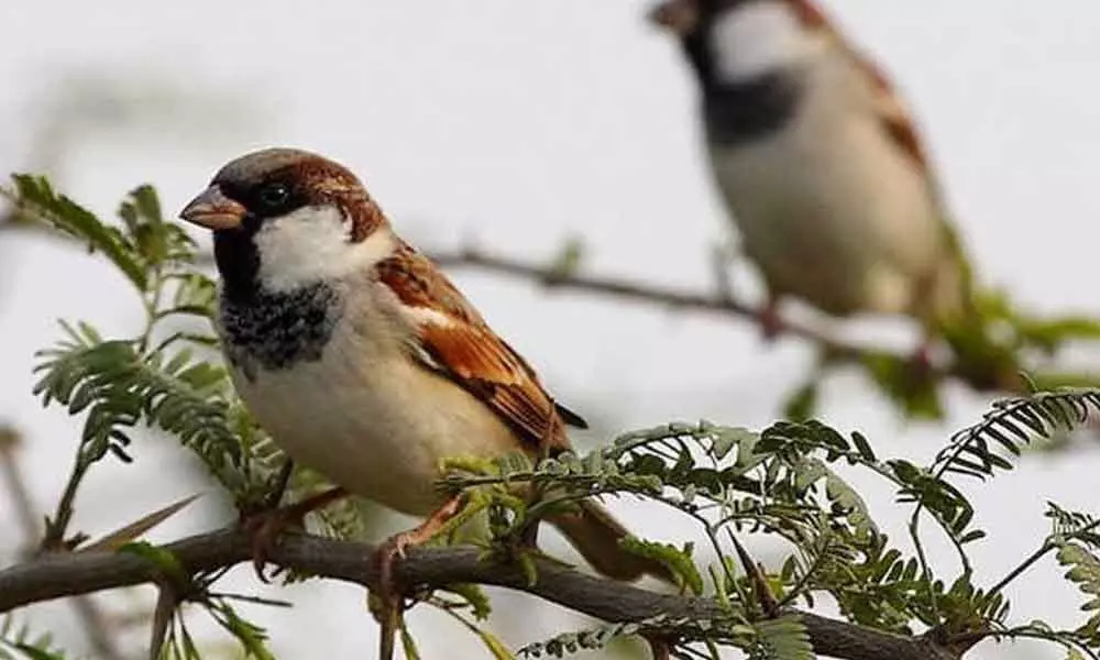 Birds depend on bacteria for communication and mating