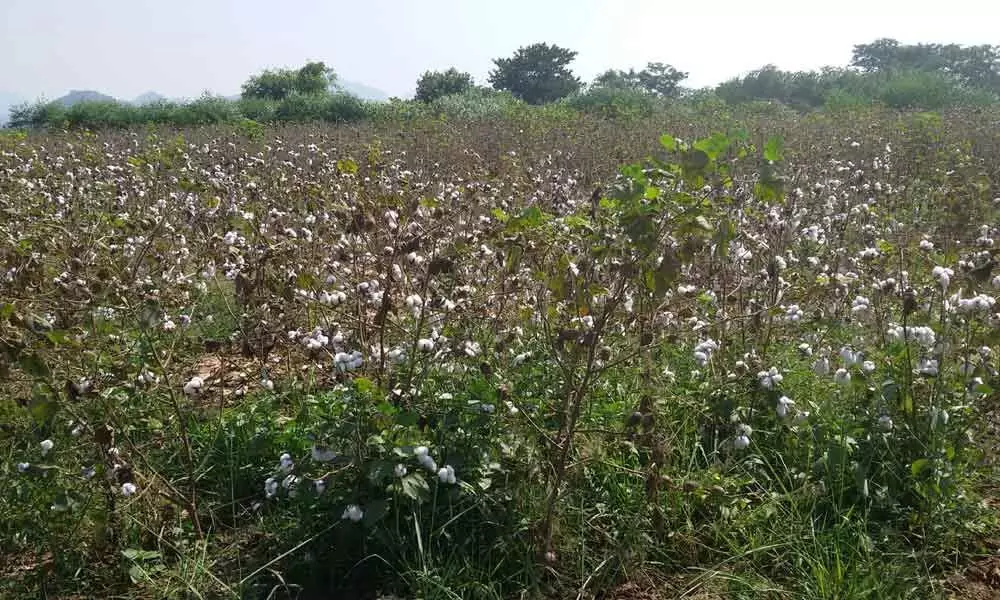 E-Crop system introduced to help cotton farmers secure MSP in Srikakulam