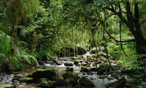 Losing tropical forests six times more devastating on climate: Study