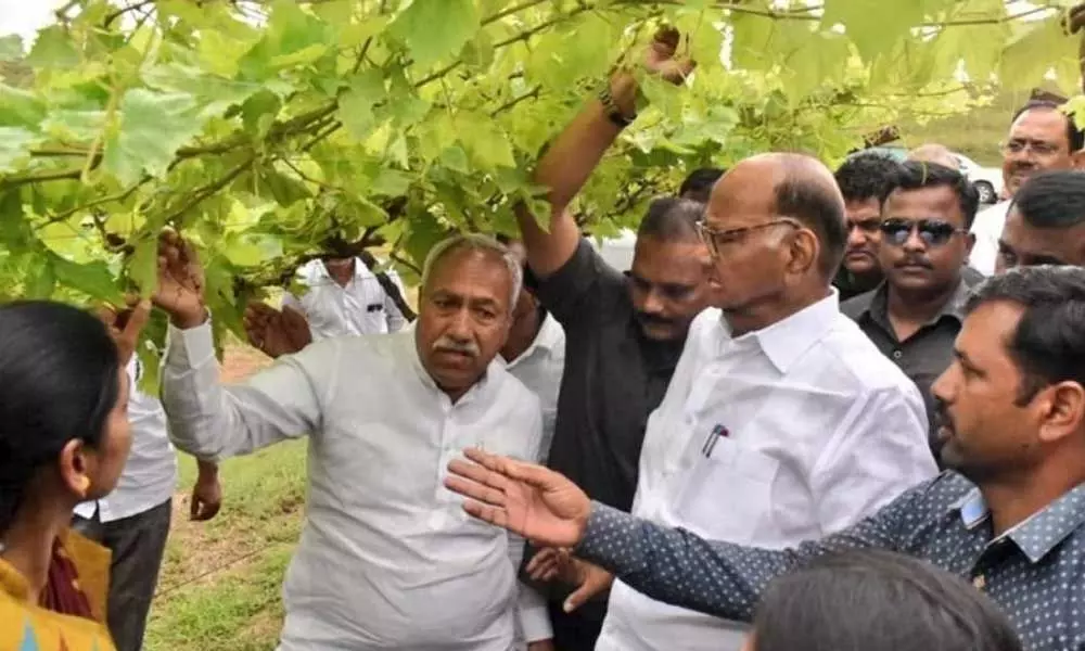 Sharad Pawar visits Nashik, criticizes governments ignorance towards rain-hit farmers