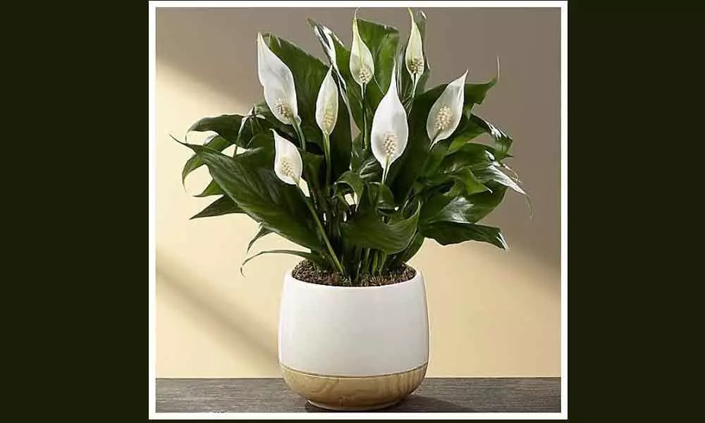 Deadly pollution: Forget air purifier, try Peace Lily at home