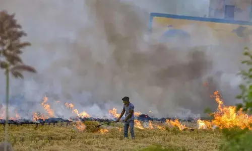 Punjab sees 25 per cent jump in stubble burning, marginal drop in Haryana as compared to last year