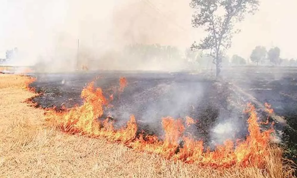 Share of stubble burning in Delhis pollution down to 17 pc from 44 pc